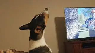 Basenji howl