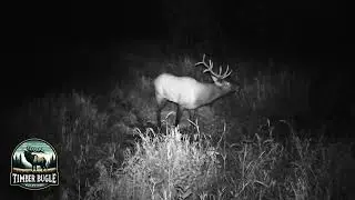 Bull elk bugle at night