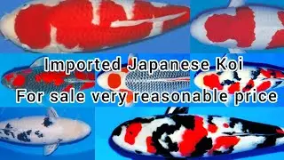 Imported Japanese Koi fish available |high quality Koi fish in reasonable price |
