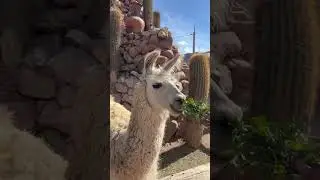 Jujuy! #jujy #travel #argentina #trip #viagem #llamas #lhama #turismo #turismoargentina