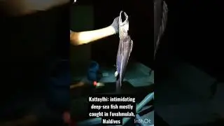 Katteylhi  #Maldives #shorts #fuvahmulah #fishing