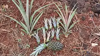 Como fazer mudas de abacaxi 🍍 
