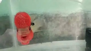 new fish stocks abelabel.