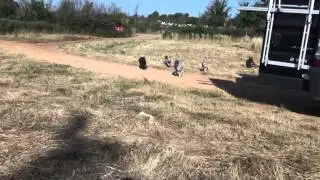 Eine Horde Bouvier des Ardennes