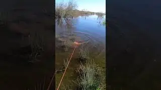 Sniper Arrows vs River Giants: Unbelievable Shots 😱😱😱! #bowfishing #bowfish