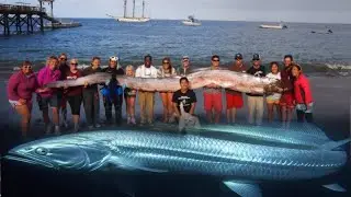 &ldquo;Giant Oarfish Appears! Deep Sea Mystery 🌊😱 #oarfish #deepsea  #seacreatures  #oceanlifetv #short
