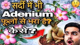 ❄️ How is this Adenium full of flowers even in winter? 🌸😲#viral #viralvideo #video 