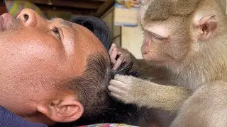 Amazing Lip Sound Zueii While She Grooming Her Uncle | ASMR Monkey Grooming