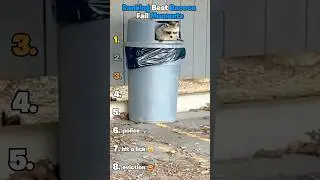 Ranking Best Raccoon Fail Moments