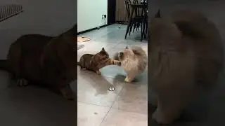 Are Orange Cats the Most Aggressive Myth or Fact