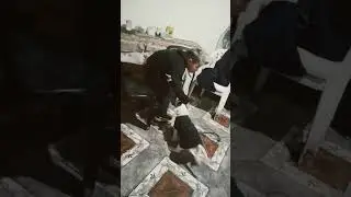 perro te amo