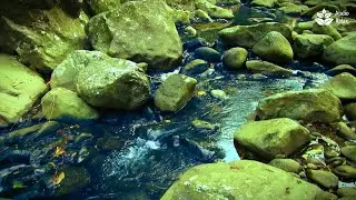 Whispering Brook: Sleep, Relax, Study ✨ | Gentle Water Sounds