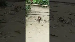 Ami ak pakhi #1million #bride #viralshorts #shortsfeed #viral #viral #status #biye  #short #foryou