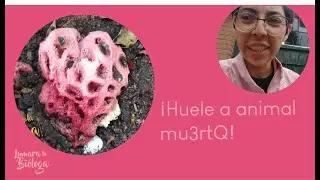 Hongo imita carne animal: Clathrus crispus