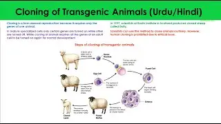 Cloning of Transgenic Animals in Urdu/Hindi | Biotechnology