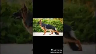 ashish dog world German shepherd dog high quality dog