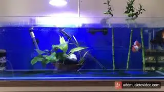 Oranda and lionhead tank (akvaryumu)