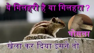 gilhari ka raaz khul gaya | गिलहरी का राज खुल गया | Squirrel mystery exposed |