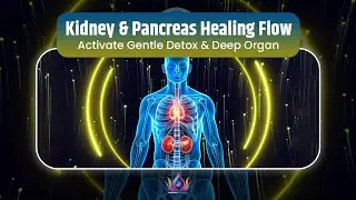 417Hz Kidney & Pancreas REPAIR Flow | Trigger Deep Organ Detox & Inner Energy Rebalance