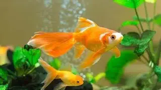Relaxing Jungle Animals 4K &ndash; Wild Animals Discovery in 60FPS Ultra HD