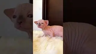 Obsessed With Sphynx Kittens