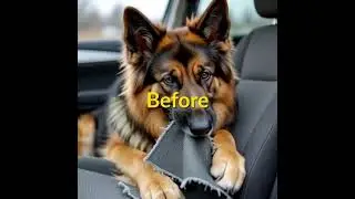 Drive Stress-Free with These Safe Dog Car Seats #dogtravel #dogcarseat #travelpetsitter