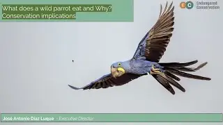 What Does a Wild Parrot Eat and Why? with José Antonio Dìaz Luque