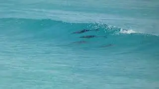 dolphins in Esperance