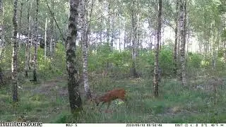 HuntersZone Wolf 30MP 4K 4G LTE Cloud. A little Roebuck in the morning 2023-06-13