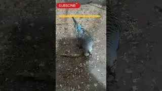 Birds are dying 😭 Due to extreme summer #ytshorts #nature #viral #birds #trending #asmr #budgies