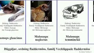 D&auml;ggdjur, ordning fladderm&ouml;ss, familj Veckl&auml;ppade fladderm&ouml;ss chaerephon mops mormopterus major