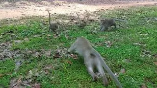Skippy Angry Sherry and Maci! Skippy fight Both Adorable Baby Monkey Maci!