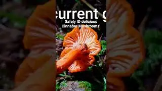 Everything you need to know about edible Cinnabar!Click on complete episode on my nature ed channel!
