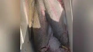 Trout fishing in Washington(Columbia River jumbo trout limited out)