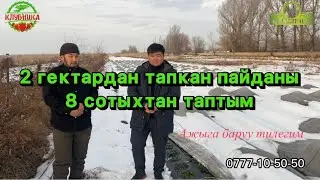 2 гектардан тапкан пайданы 8 сотыхтан таптым.