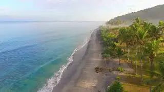 Flying Through Palm Trees Along Beach I stock videos for editing I #dronecamera