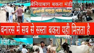 वाराणसी बेनिया बाग में बकरा मंडी मेले का रेट के साथ वीडियो|बकरा मंडी बेनिया बाग के ताज़ा हालात जानिए