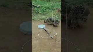 primitive technology quail trap idea #birds #shortsviral #ytshorts