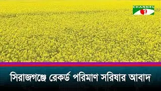 সিরাজগঞ্জে রেকর্ড পরিমাণ সরিষার আবাদ
