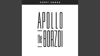 Apollo the Borzoi
