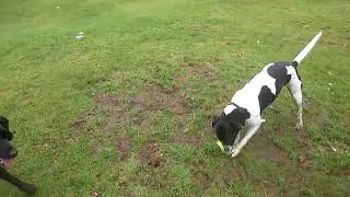 The Amazing Tilly Dog