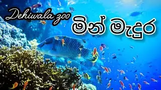 Dihiwala zoo මින් මැදුර 🐠🐟🦈