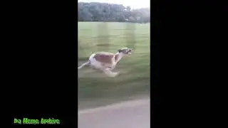 dog runs faster than a car #shorts