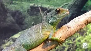 Chinese Water Dragon - Pexels 4k