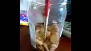 Eating nams bits with chopsticks