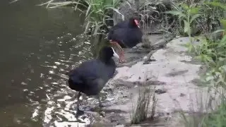Dusky Moorhen - Australian Bird | Short Documentary
