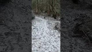 Appalachian trail wild life ruffed grouse  #appalachianmountains #hiking #appalachiantrail2023