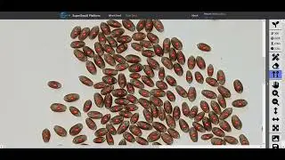 Super GeoAI Seed Counter (Draft Demo)