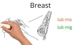 Female reproductive organs in Hmong  #hmong #medical #terminology