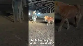 Miss A Learning to Pony Day 1